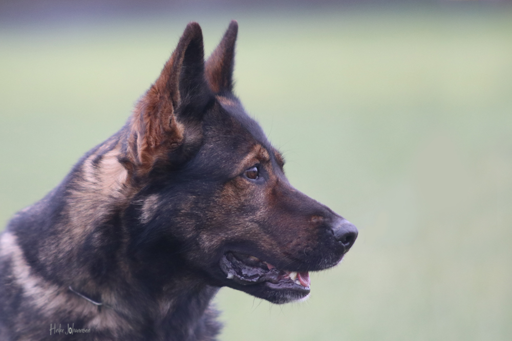 Tilda vom Hause Werner