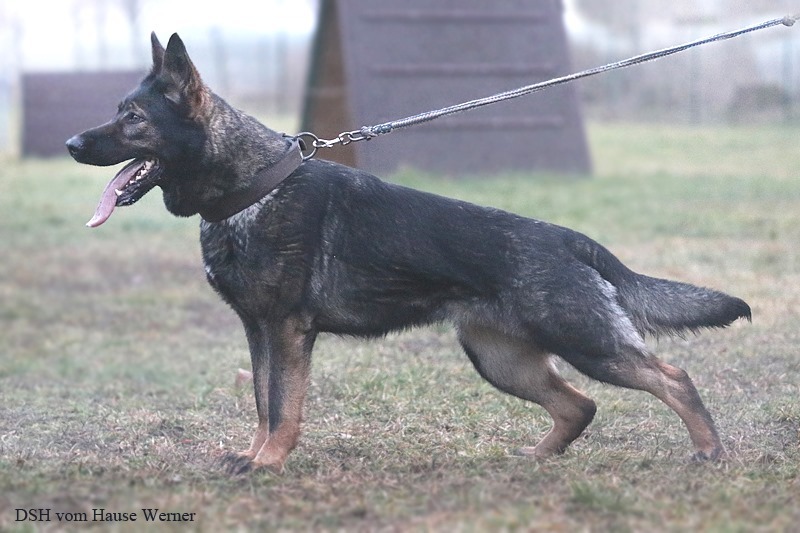 Wanda vom Hause Werner