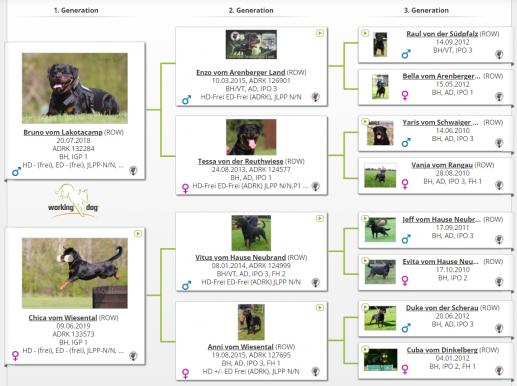 https://www.working-dog.com/breed/von-den-kleinen-Helden-261755